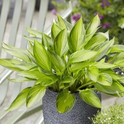 Hosta 'Ayesha'